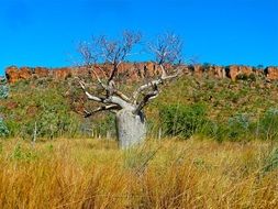 Bottle tree in Australia