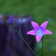 tiny purple flower