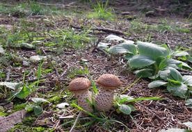 Mushrooms with needles in the forest