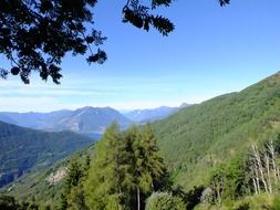Forest on the mountains