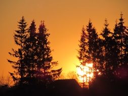 landscape of orange sunset in spruces trees