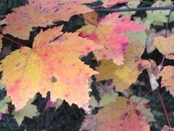 colorful maple leaves at autumn