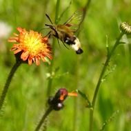 Hummingbird on the wild flower on the meadow