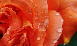 rose plant drop of water bloom close