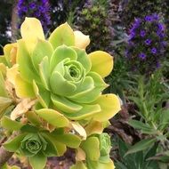 Exotic plant with green leaves