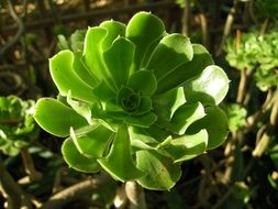 succulent plant in cactus greenhouse