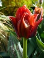 deep red tulip in spring