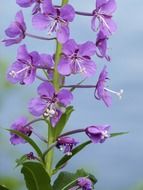 Beautiful, purple fire weed flowers on the green stem with green leaves