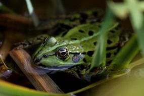 green frog among plants in pond