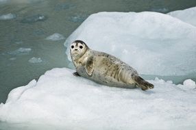 Beautiful, cute and colorful seal resting on a block of ice