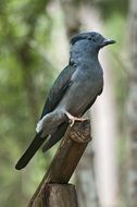 blue neck bird in a national park in Madagascar close-up on blurred background