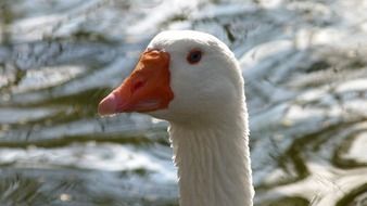 head of the white goose close up