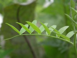 Forest plant with green leaves