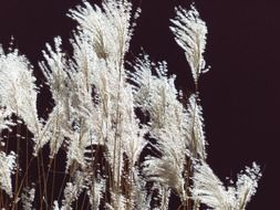 miscanthus sinensis with a back light