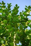 foliage of ordinary boxwood