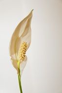 delicate white houseplant