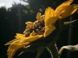 Close-up photo of a sunflower