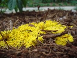 yellow moss of a earthen plants