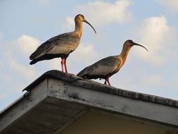 Birds with long beaks on the roof