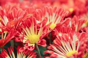 Red chrysanthemum flowers