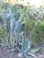Aloe plants blossom