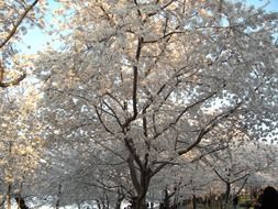 flowering orchard trees in spring