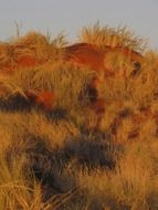 grass in sand dune in Namibia