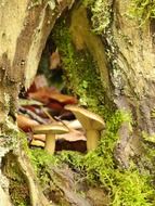 mushrooms grow on a tree trunk