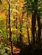 Photo of autumn trees