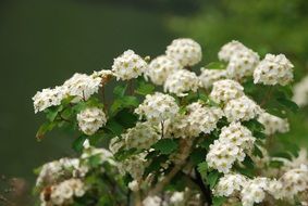 charming flower