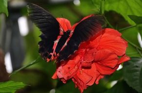 red butterfly on the garden flower close-up