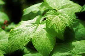 closeup photo of green leafs in the summer sunlight