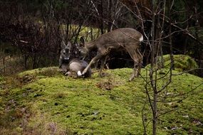 Picture of wild venison