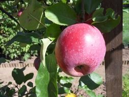 apple in the tree in the garden