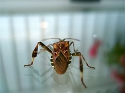 brown bug on a mirror surface close up