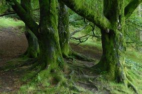 Green moss on tree trunks in a beautiful forest in Ireland