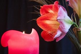 flower over pink candle