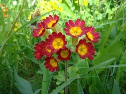 roses are flower plant
