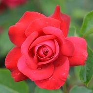 delicate scarlet rose