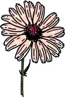 daisy flower drawing