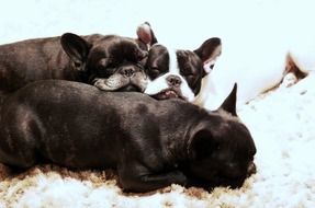 french bulldogs sleep