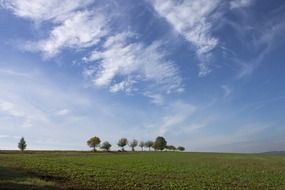 grove of trees