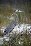 great heron winter season