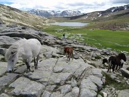 horses in a beautiful valley