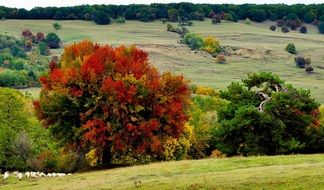 beautiful autumn landscape in the countryside