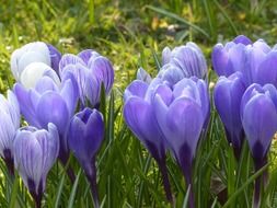 purple violet crocus flowers in the meadow