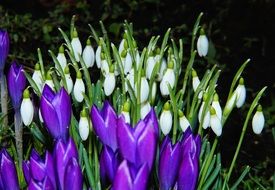 winter crocus flowers blossom