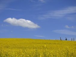 Field of rapeseeds