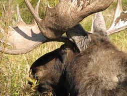 moose wild animal nature mammal