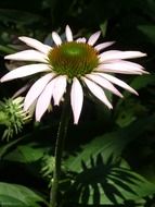 close-up photo of white echinacea flower